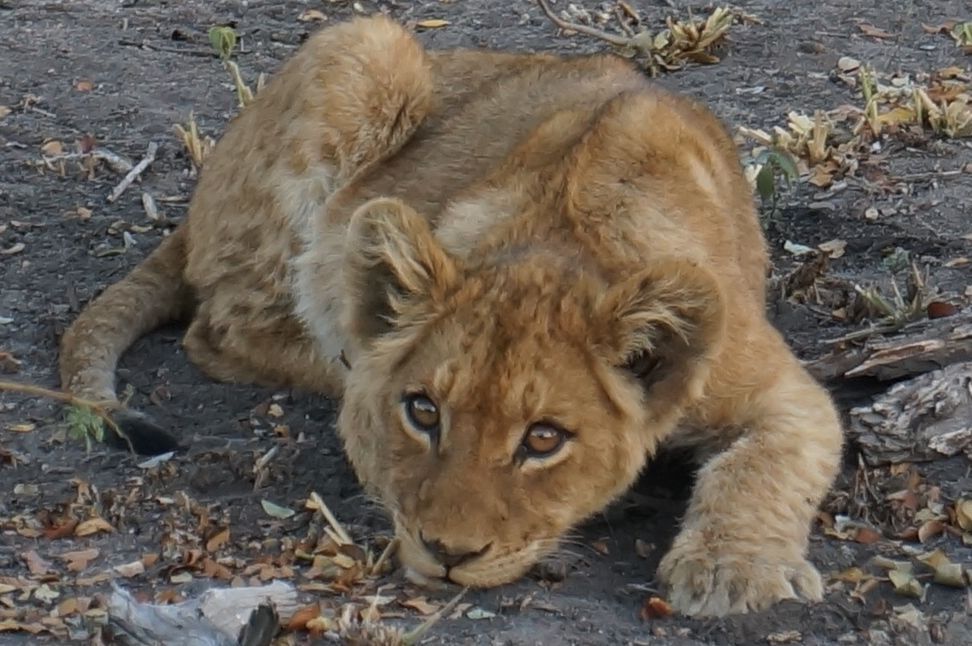 Lion Cub